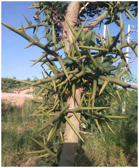 葉子上有刺的植物|叶子带刺的植物叫什么